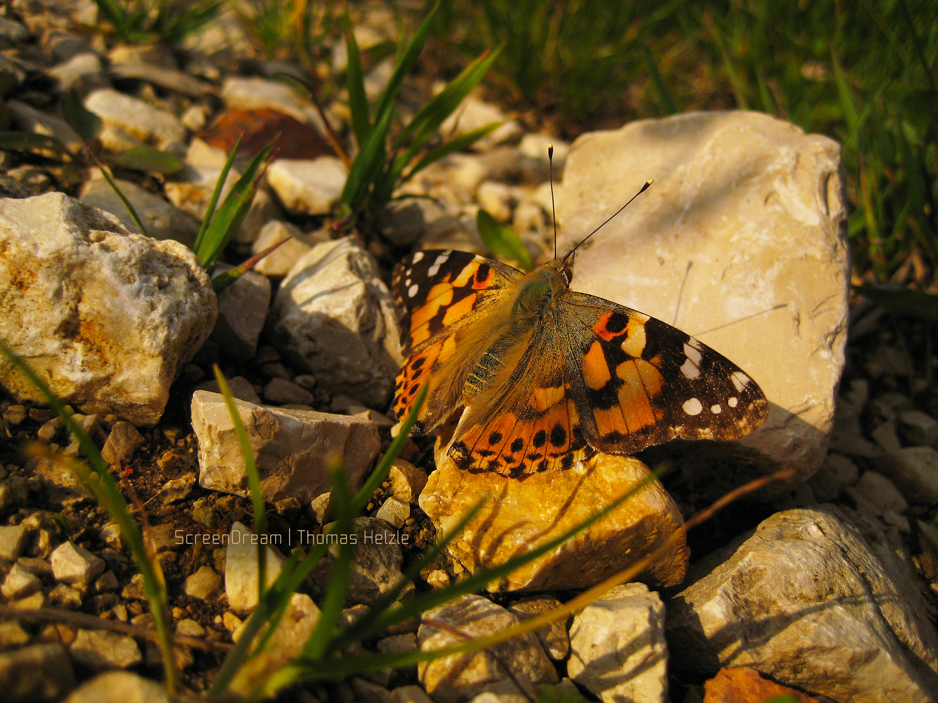 Luxuriating in the last rays for the day...