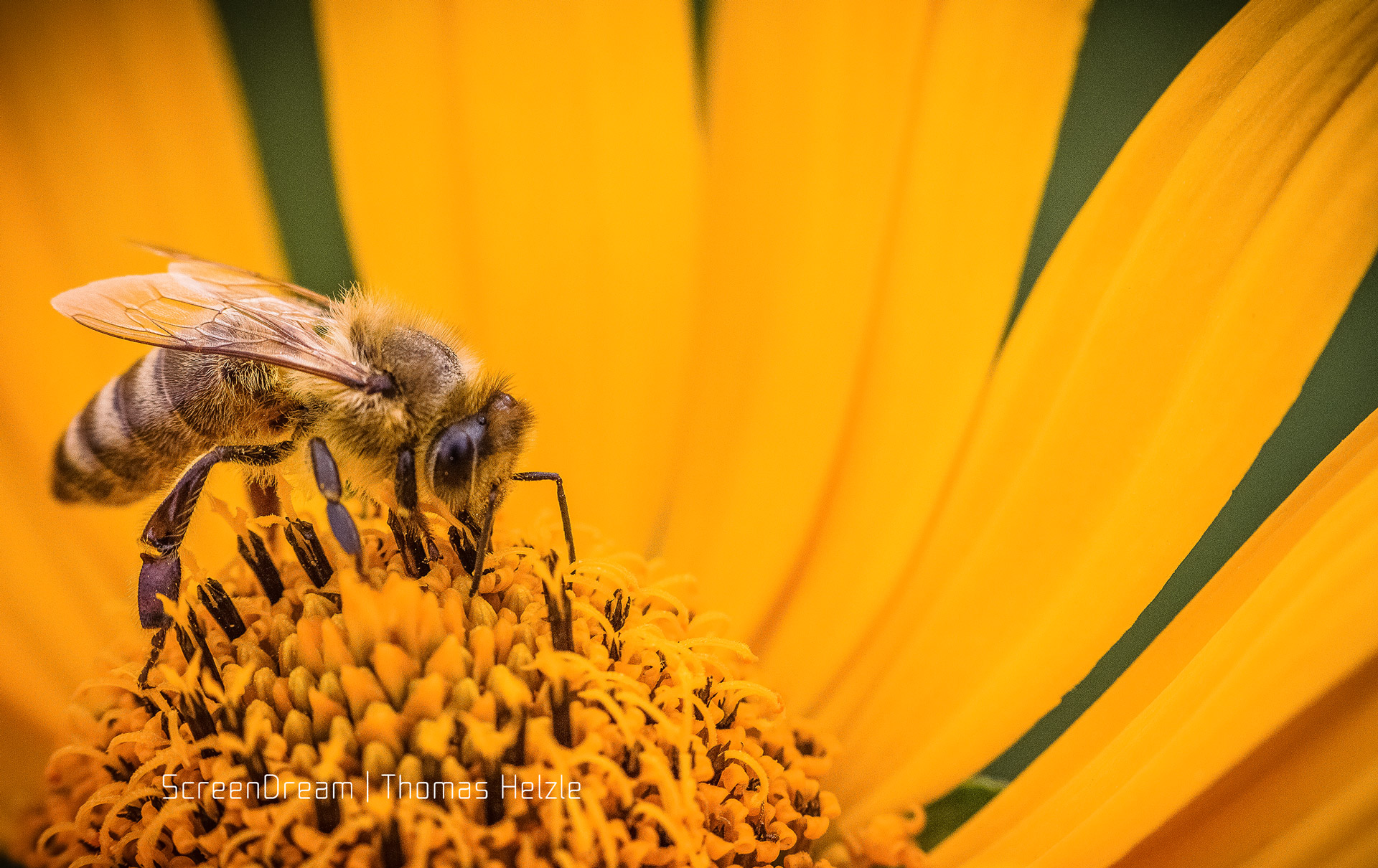 Deep into honey...