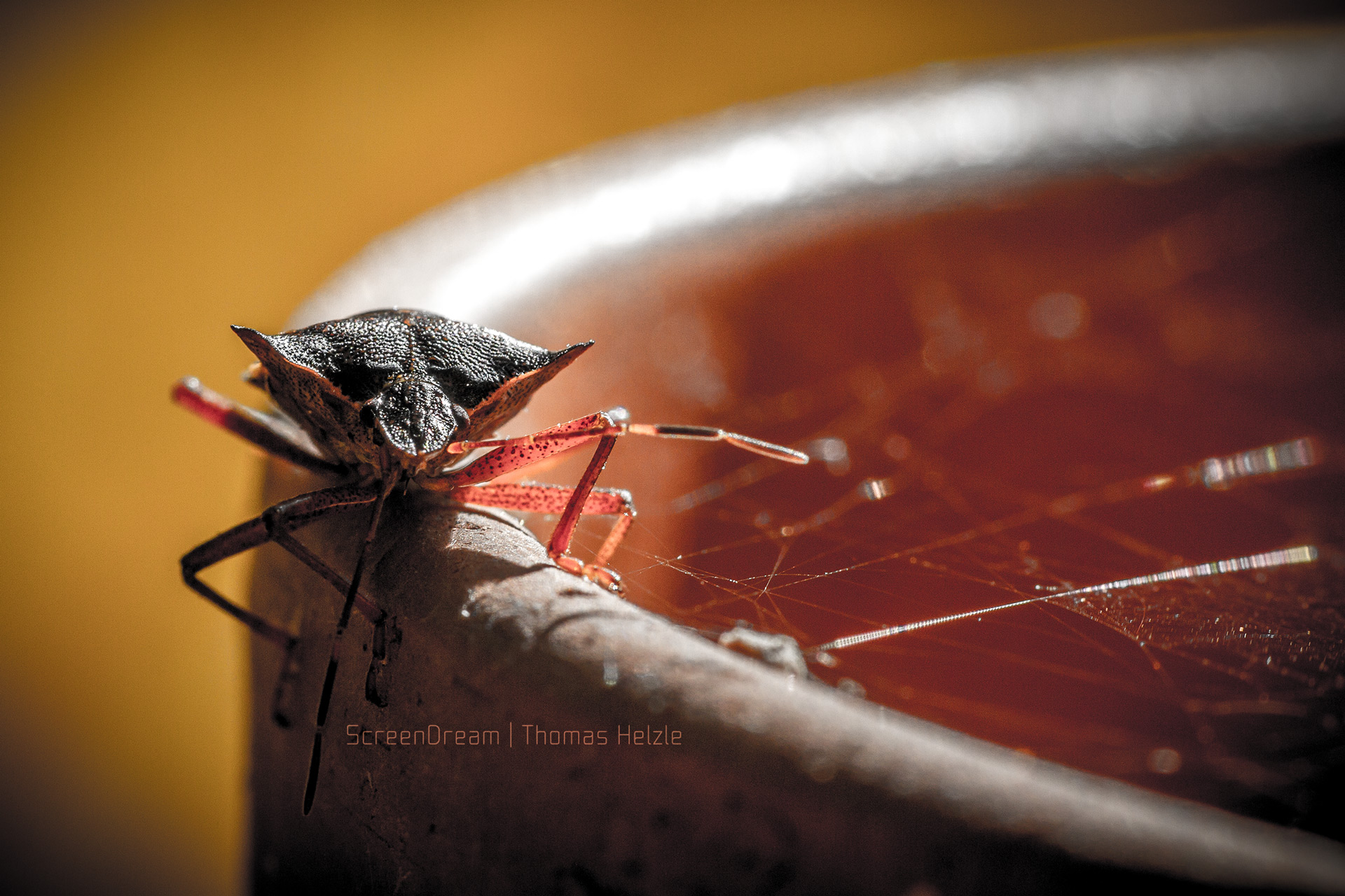 This friendly bug visited us during breakfast on a camping trip...