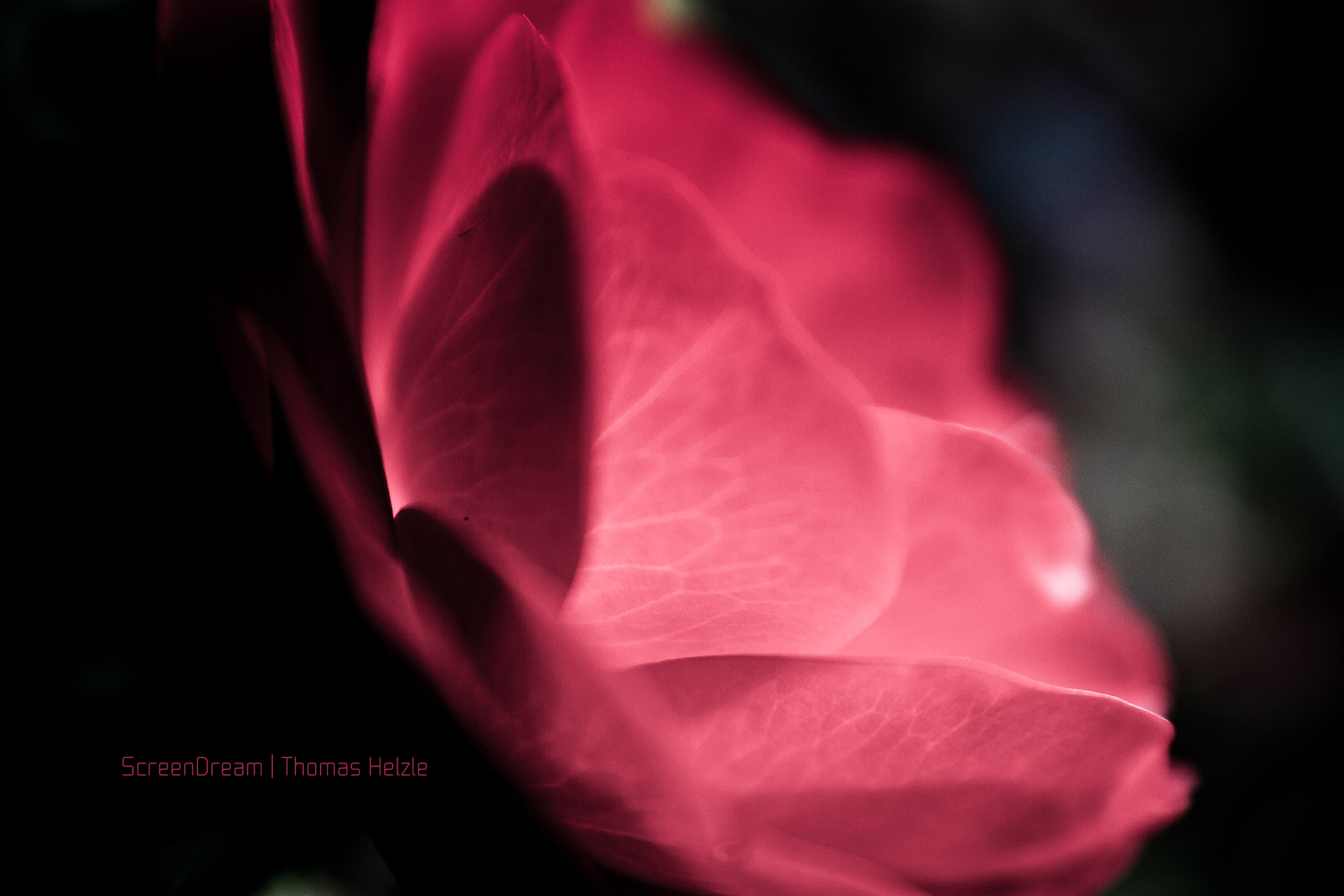 A rose is a rose is a rose...